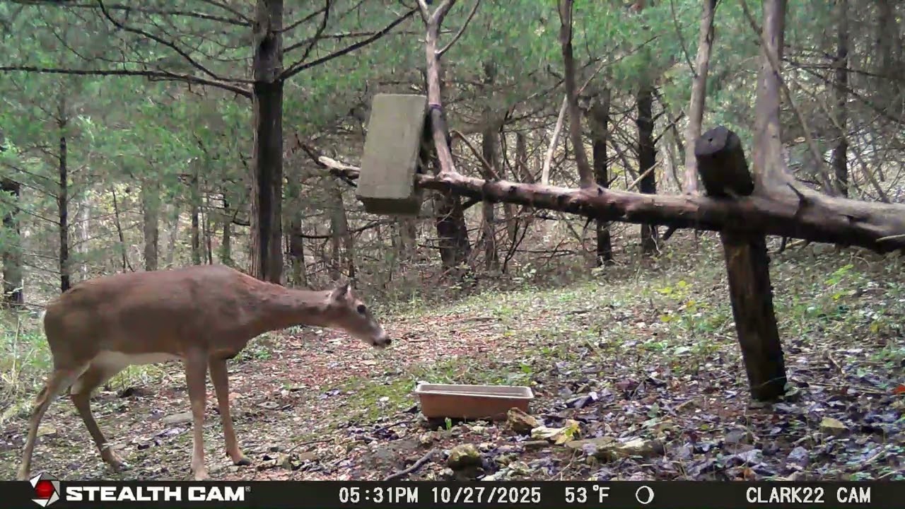 Both Deer Have Something Wrong  On Their Necks !