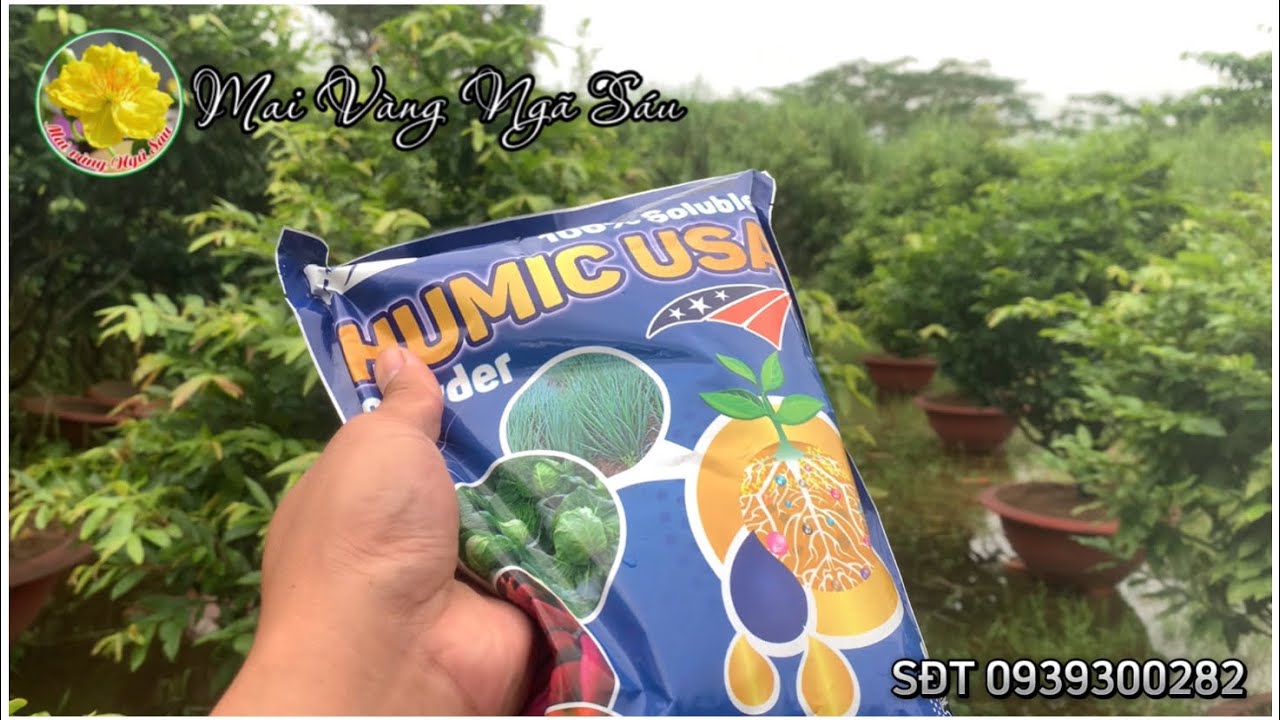 Sử dụng hữu cơ Humic USA bón cho mai từ giờ đến tết như thế nào