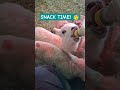Snack time for the #lambs!!! #bottlelamb #homestead #cutebaby
