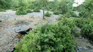 Κυνήγι λαγού, hare hunting in Greece !!! Ο δραπέτης.. (4)