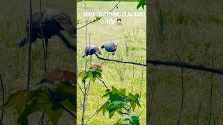 1st Time Turkey Hunting: It’s not easy #archary #birds #turkeyhunting #turkeyhunt