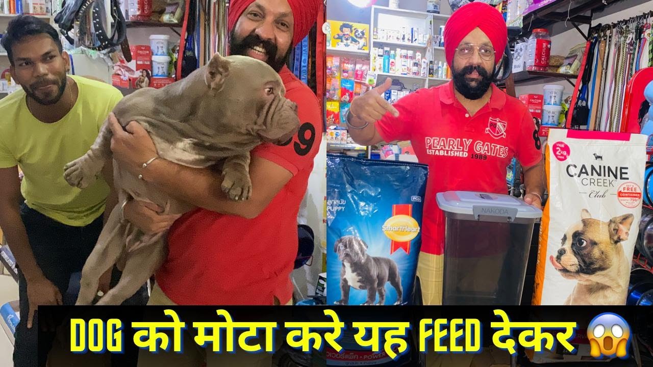Dog को मोटा करे यह Feed देकर 😱 Dog Kaise Mota Karen 😯 362 YouTube