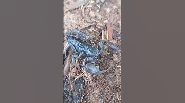Watch Out! 🦂 Scorpions Can Harm Pets #Scorpion #FarmSafety #ProtectYourPets #FarmLife #HappyFarmPets