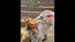 Monkey Mother Always Love Her Child