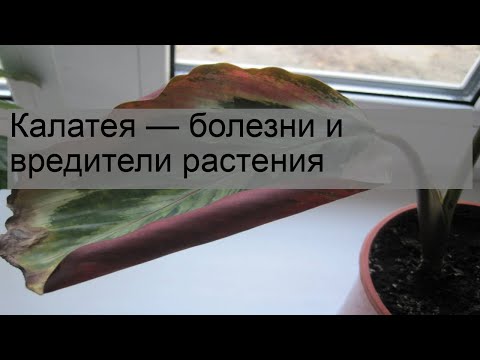 Калатея — болезни и вредители растения