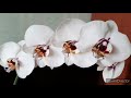 Не смогла уйти без НИХ! Пять Новых Орхидей из Леруа БИГ ЛИПЫ/ 15 октября 2021г.