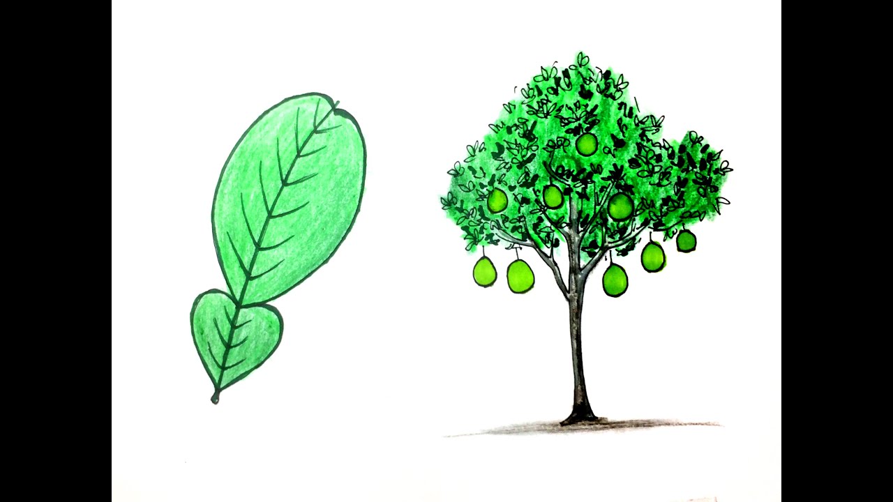 Cách vẽ Lá và Cây - Vẽ cây Bưởi -Lớp 1 - YouTube