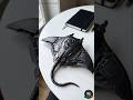 🔥 Future Tech Manta Ray Robot 😱 | AI Cyber Machine in Real Life #shorts #ai