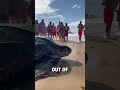 Giant Leatherback Sea Turtle Shows Up On Beach ЁЯШоЁЯРв ЁЯОе BVIRAL Mikesudi16 Karibinyaralas Giant Leatherback Sea Turtle Shows Up On Beach ЁЯШоЁЯРв ЁЯОе BVIRAL Mikesudi16 Karibinyaralas