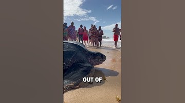 Thumbnail of Giant leatherback sea turtle shows up on beach! 😮🐢  -  🎥 BVIRAL / mikesudi16 / karibinyaralas
