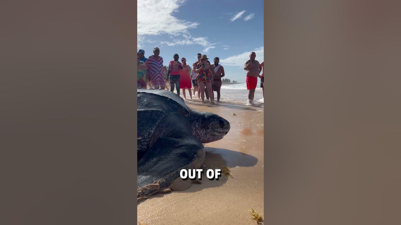 Giant leatherback sea turtle shows up on beach! 😮🐢  -  🎥 BVIRAL / mikesudi16 / karibinyaralas
