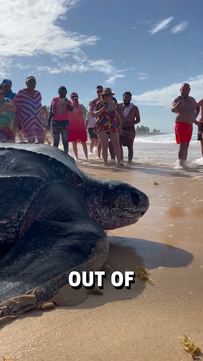 Giant leatherback sea turtle shows up on beach! đŽđ˘  -  đĽ BVIRAL / mikesudi16 / karibinyaralas