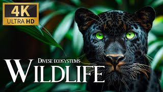 Diverse Ecosystems Wildlife 4K 🐯 Discovery Calm Film with Sweet Relaxing Music & Nature Video