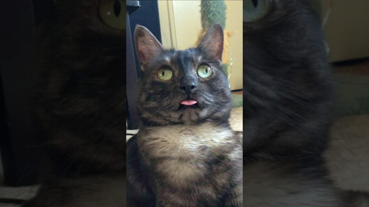 Funny animal videos 2023๐คฃ Funny cat videos and dogs โ Funny videos #51 #shorts #cats #dogs Funny animal videos 2023๐คฃ Funny cat videos and dogs โ Funny videos #51 #shorts #cats #dogs