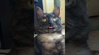 Funny animal videos 2023? Funny cat videos and dogs - Funny videos 51 shorts cats dogs