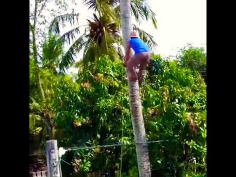 VIRAL POTONG POKOK KELAPA DARI PUNCAK BUKAN DARI PANGKAL  