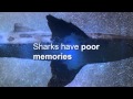 Matter Of Fact Shark Memory mp3