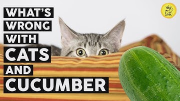 Cats and Cucumber - [2 Reasons] Why Cats are afraid of Cucumber |Why on Earth?
