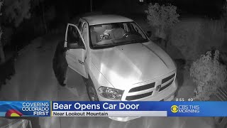 Bear Opens Truck Door