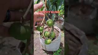 mangga kelapa #fruit #buah #mango #fypシ #tanaman