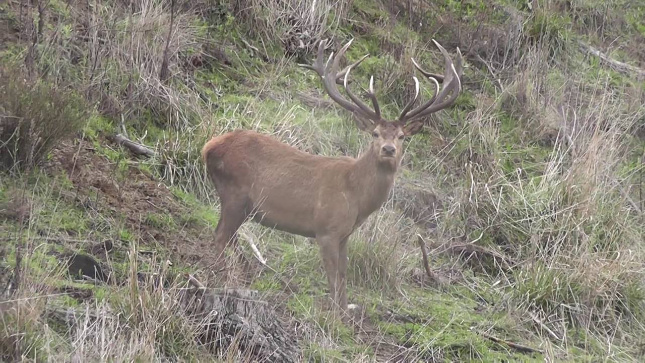Typical Gold Medal Red Stag YouTube