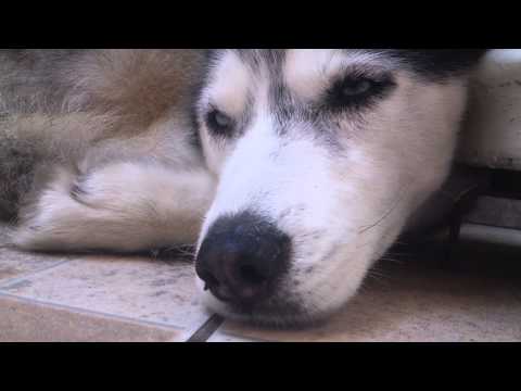 Husky almost sleeping