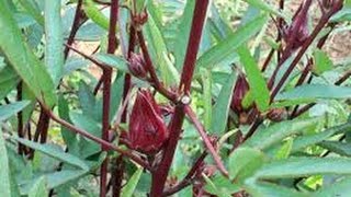 ➯ Thai Red Roselle aKa Hibiscus THIS MAKES A GREAT TEA!! CHECK IT OUT!!