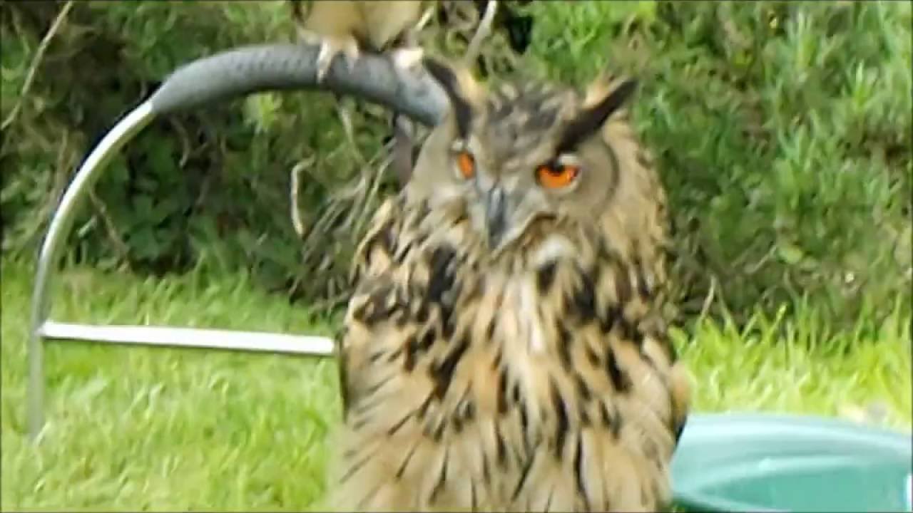 BIRDS OF PREY AT VALLEY GARDENS 1940S DAY 2016