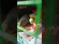 my new #budgies Bird( day 2)