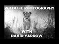 Wildlife Photography - David Yarrow Shares His Photography Techniques - GMAX STUDIOS