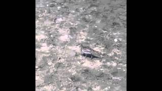 Funny bird running on the beach!!! screenshot 1