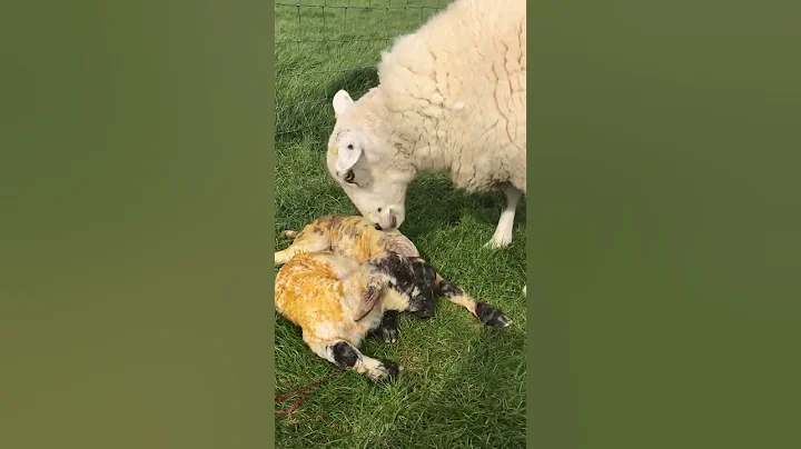 Amazing Pedigree Lleyn Sheep delivers Suffolk Twin Lambs #shorts #sheep #viral #farm #twins #lamb