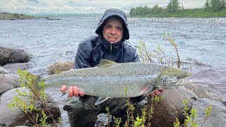 Lohen punttikalastus Tornionjoella - Spinflugalla isoja kaloja