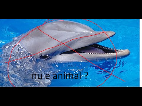 Video: Nu Alimentați Delfinii Sălbatici - Rețeaua Matador