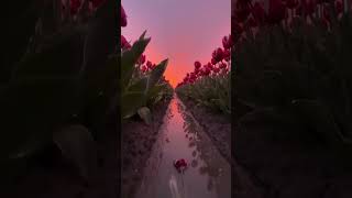 😍 Netherlands in Spring | The World's Most UNBELIEVABLE Tulip Carpet! #shorts #Tulips #Holland