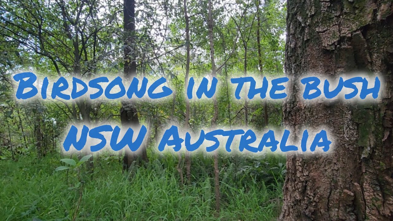 BIRDSONG IN THE BUSH | AUSTRALIAN NATIVE BIRD SOUNDS FOR DEEP ...