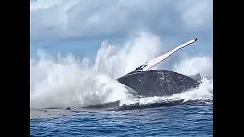Kailua-Kona Stand up paddle boarders encounter breaching whales