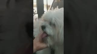 Cute mochi D dog cute mochi