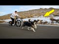 My Huskies Try Mushing for the FIRST Time!