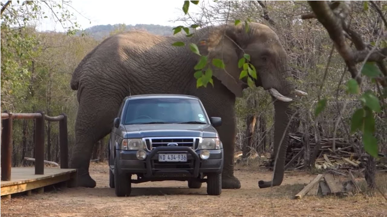 Elephant Encounter - YouTube