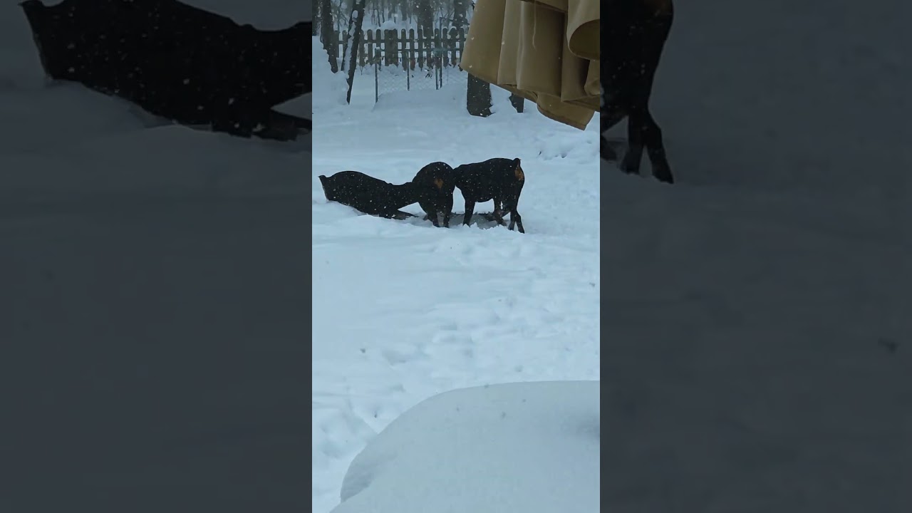 Снежный день, но устройте собачью вечеринку ❄️🐾