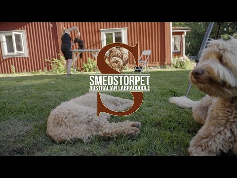 Så klipper du din Australian Labradoodle