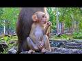 Lessons Mothers Can't See: The Surprising Truth About Raising Monkeys Without Care