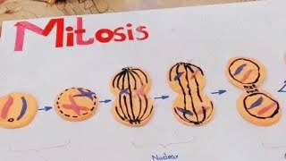 Mitosis clay model presentation on card