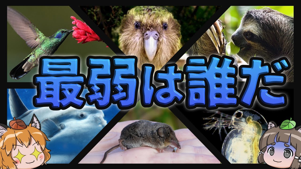 【最弱王決定戦】あまりにも最弱すぎてヤバい生き物10選