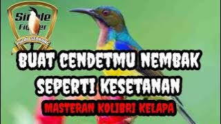 masteran cendet besetan kolibri kelapa,