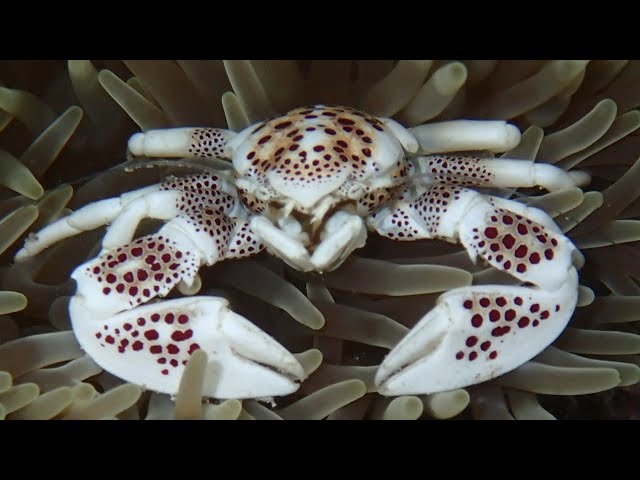 Facts: The Porcelain Crab class=