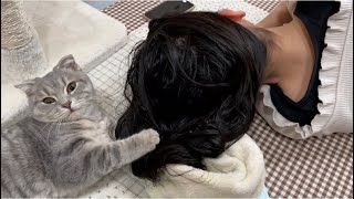 【スコティッシュフォールド】JKの頭の毛繕いをする子猫