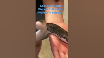 Look at this cool, cute piebald reticulated python baby I’m holding!