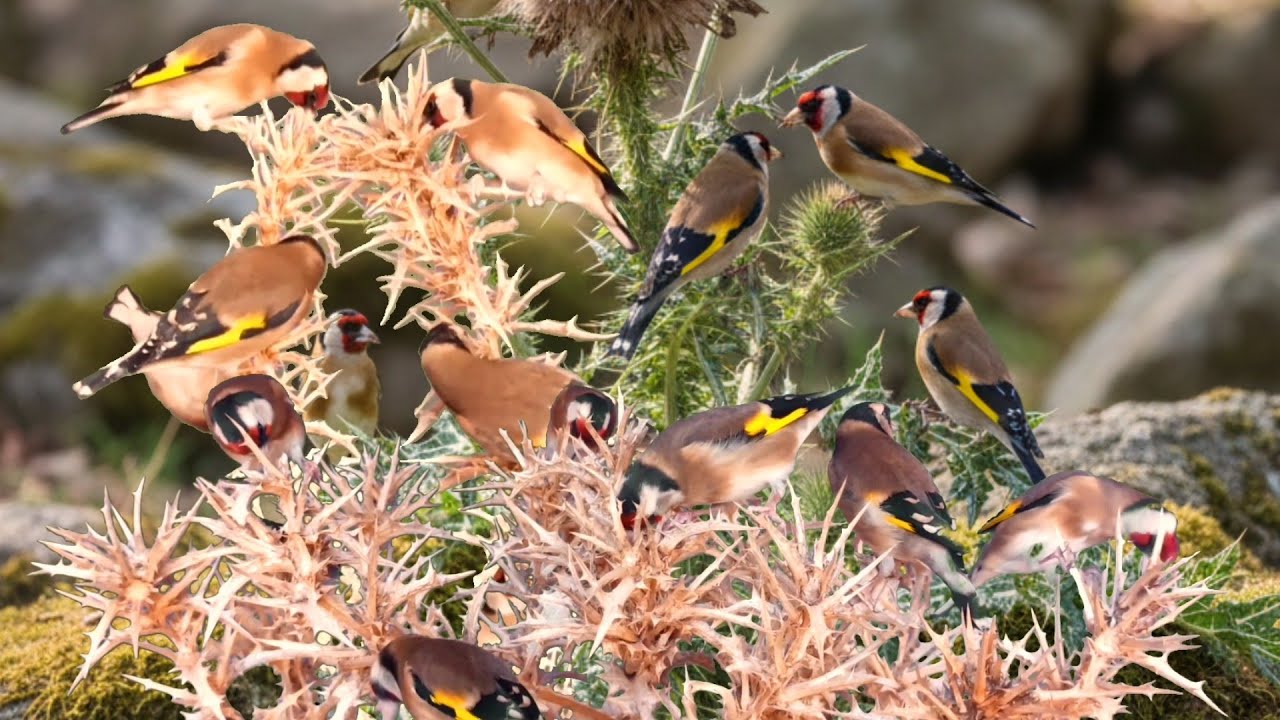 بتبتة حسون الشوك تحفيز الحسون على التغريد والهيجان علاج صمت الحسون goldfinch stimulation #birds 